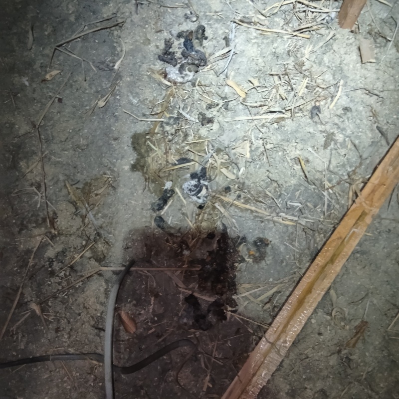 フンが散らばっている様子