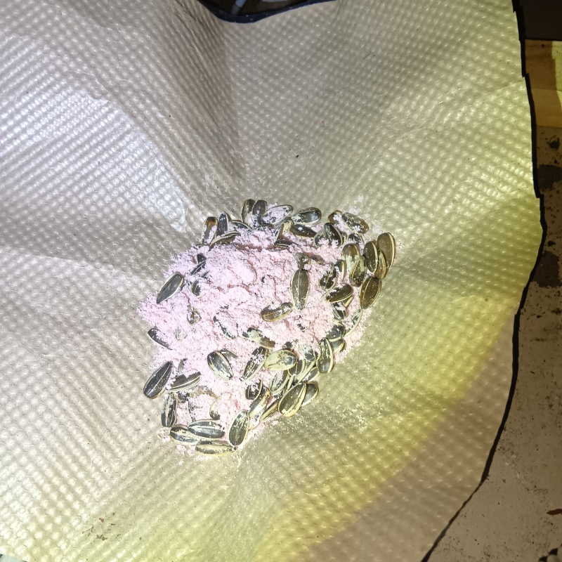 毒エサを仕掛けている様子