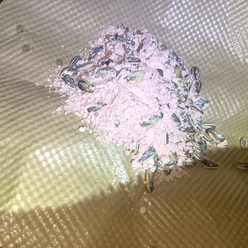 毒エサを仕掛けている様子