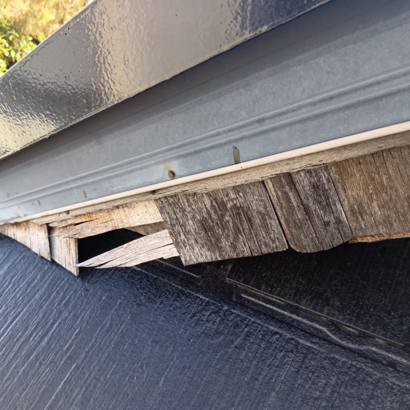 アライグマ駆除の施工事例（大阪府吹田市垂水町）