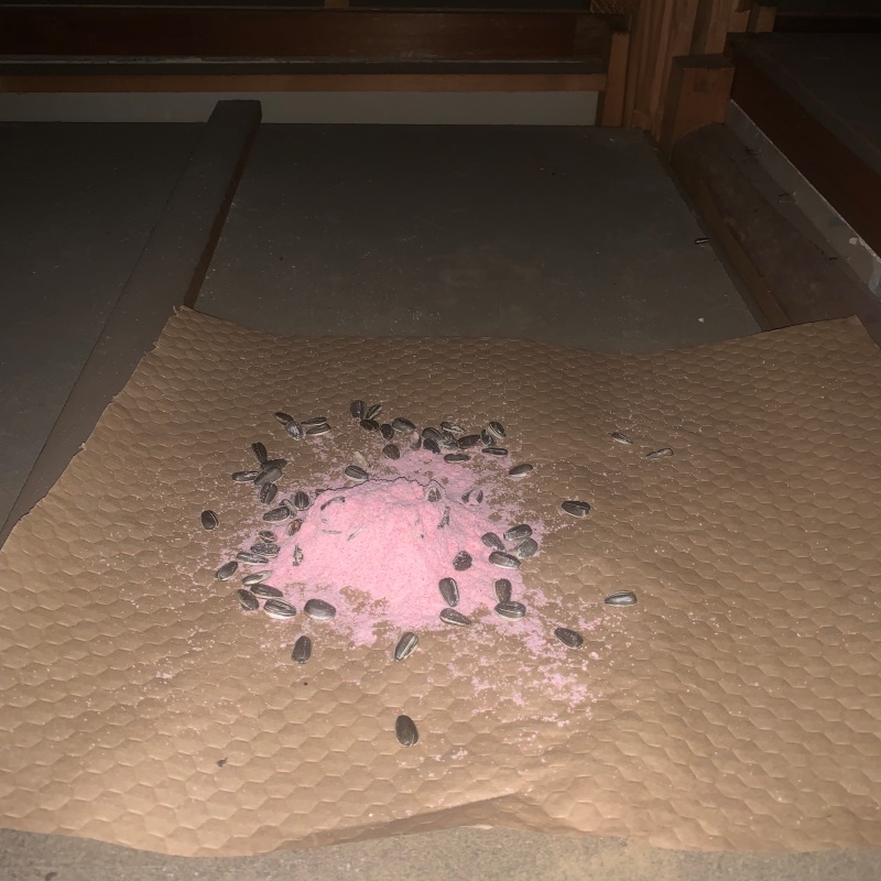 殺鼠剤を設置している様子