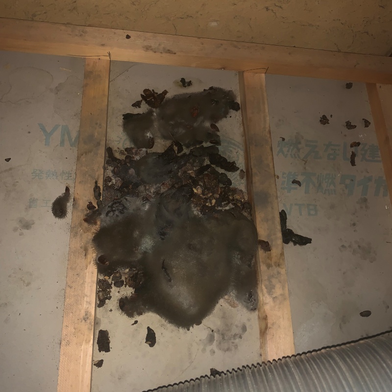 屋根裏がフン尿で汚れている様子
