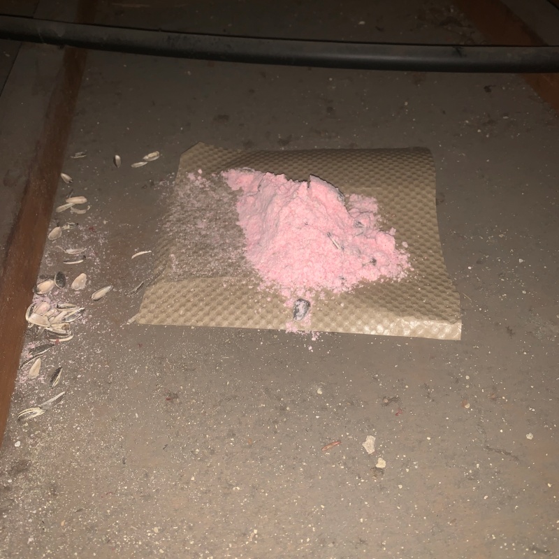 ネズミが殺鼠剤を食べたあと