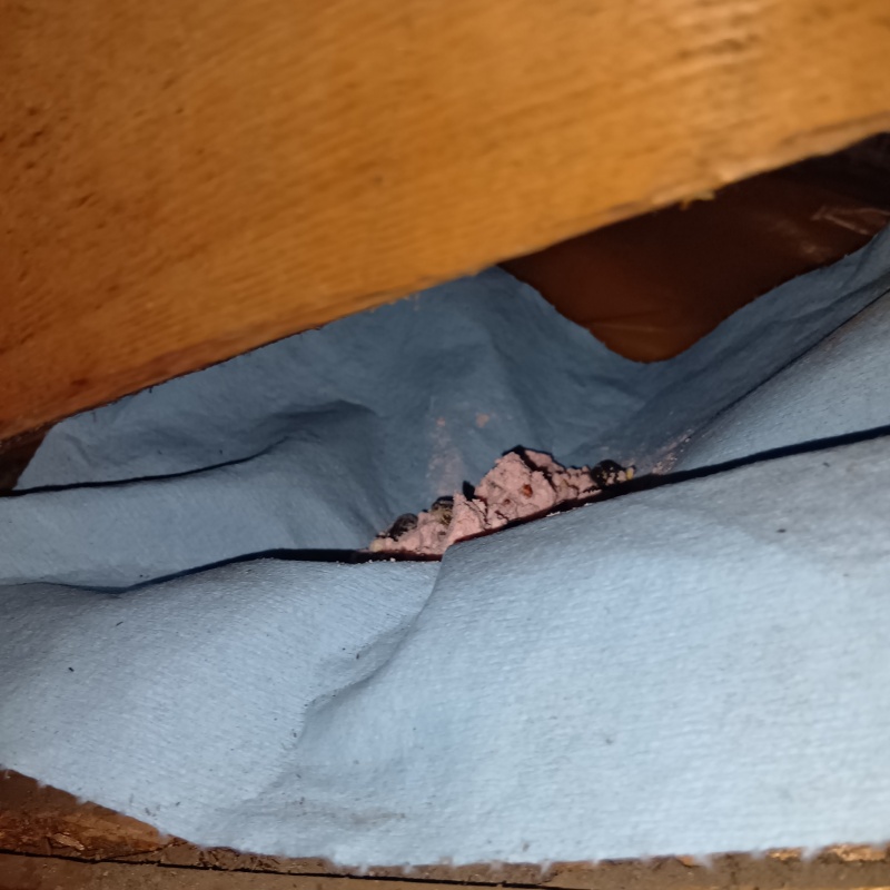 殺鼠剤を仕掛けている様子