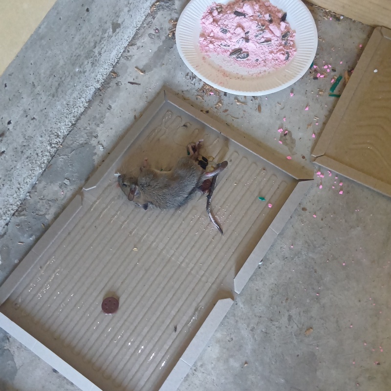 粘着シートにかかったネズミ