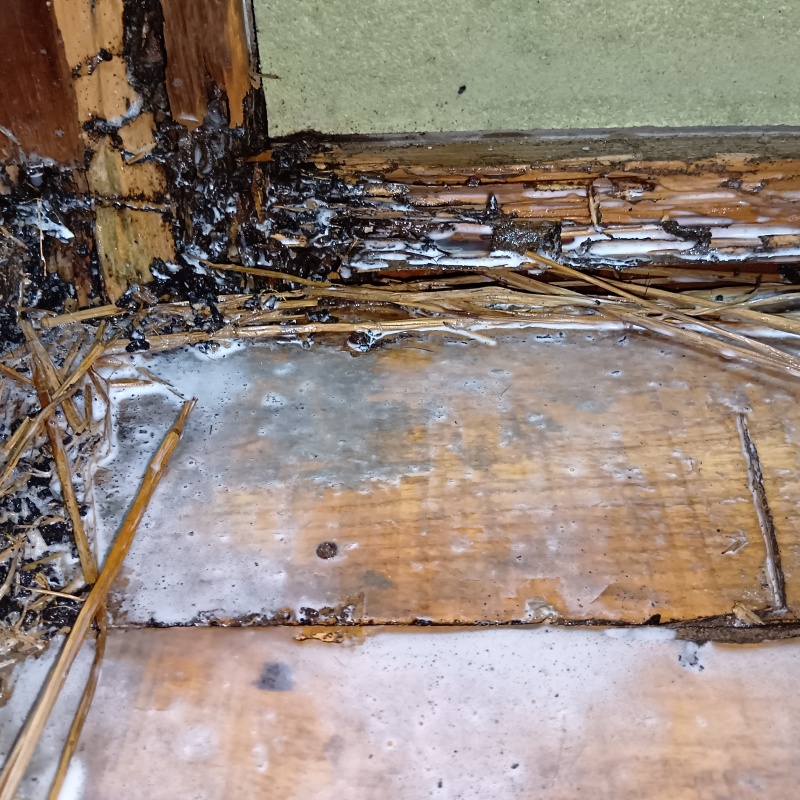 畳下の床板にシロアリ駆除剤を散布