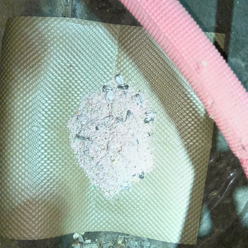 床下に殺鼠剤を設置