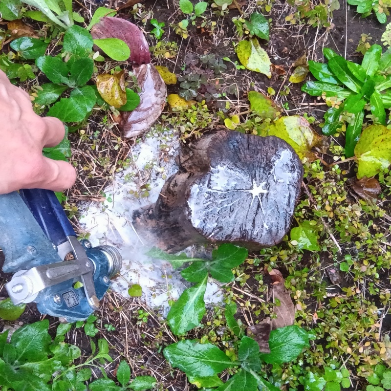 切り株のまわりにシロアリ駆除剤を散布