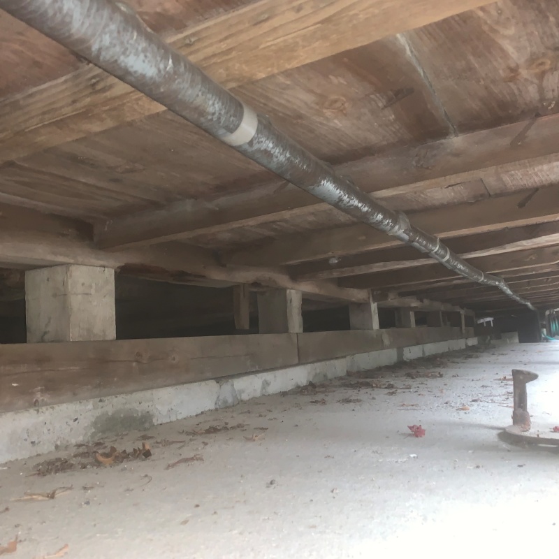 アライグマ駆除の施工事例（愛知県一宮市小信中島郷中）