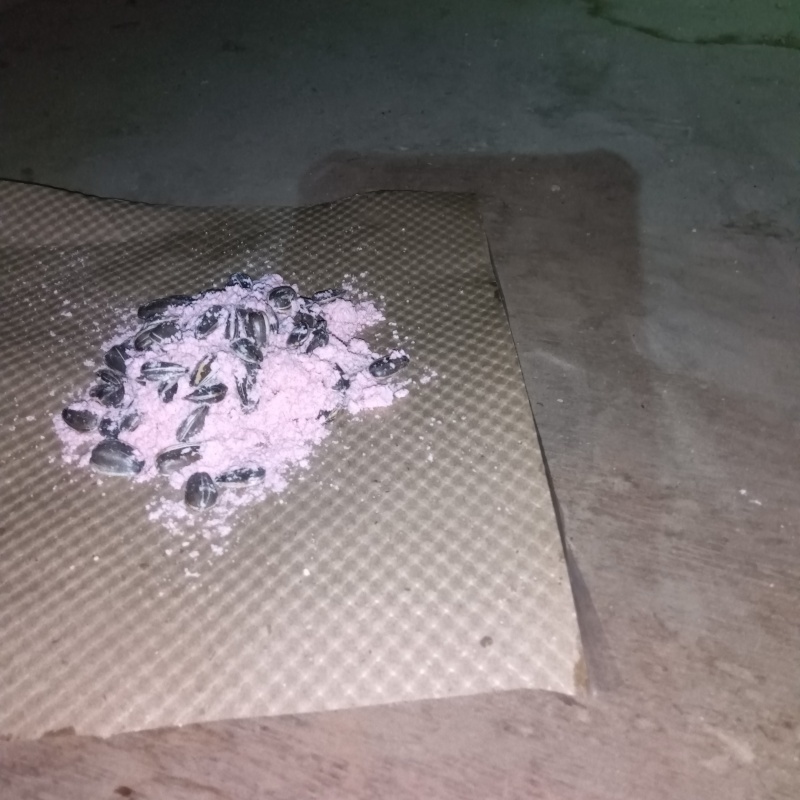 殺鼠剤を設置した様子