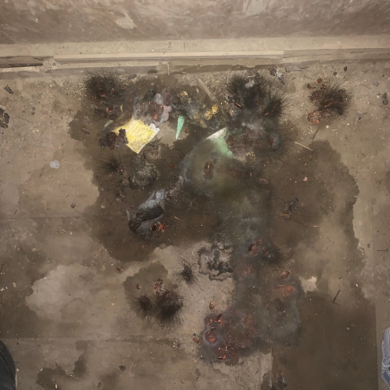 フン害で汚れている様子