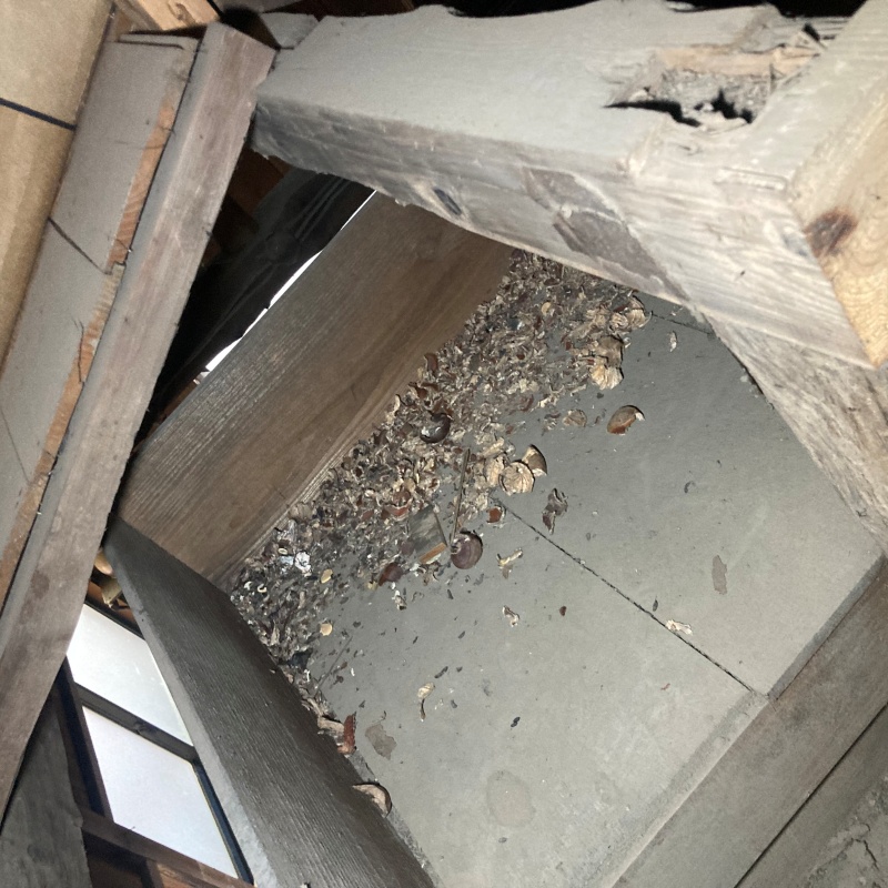 屋根裏に溜まったフンや食べ残し