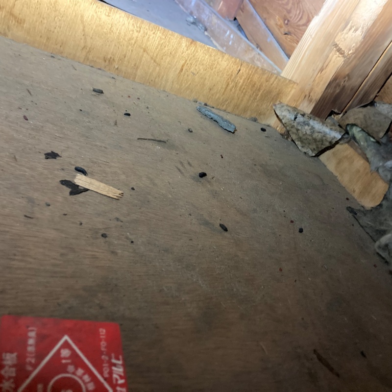 フンが屋根裏に散らばっている様子