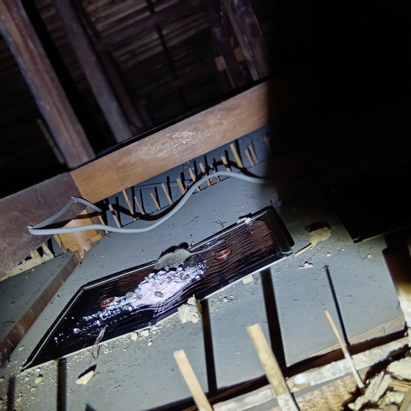 粘着シートの上に殺鼠剤を設置