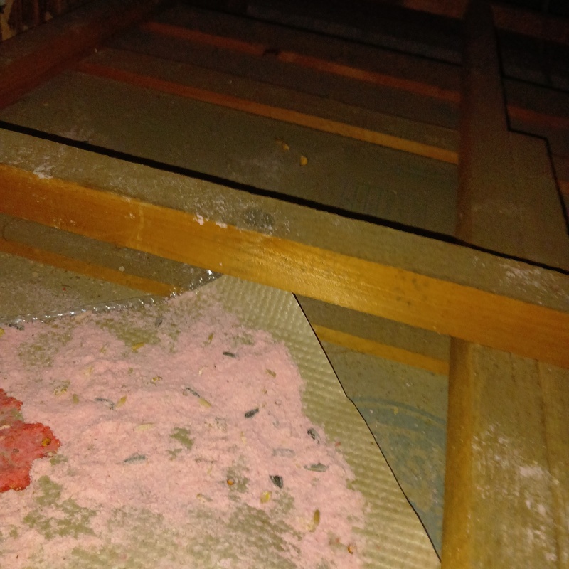 屋根裏に殺鼠剤を設置