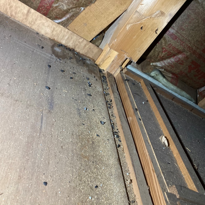 ネズミのフンが散らばっている様子