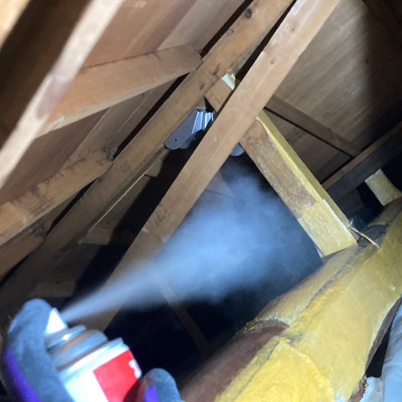 殺虫スプレーを吹きつけている様子