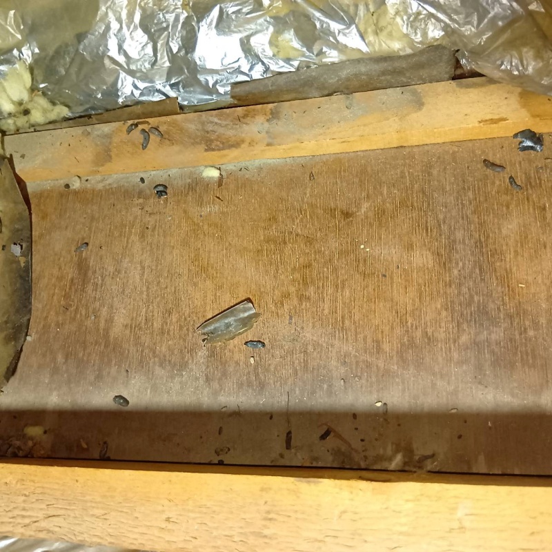 散らばったネズミのフン