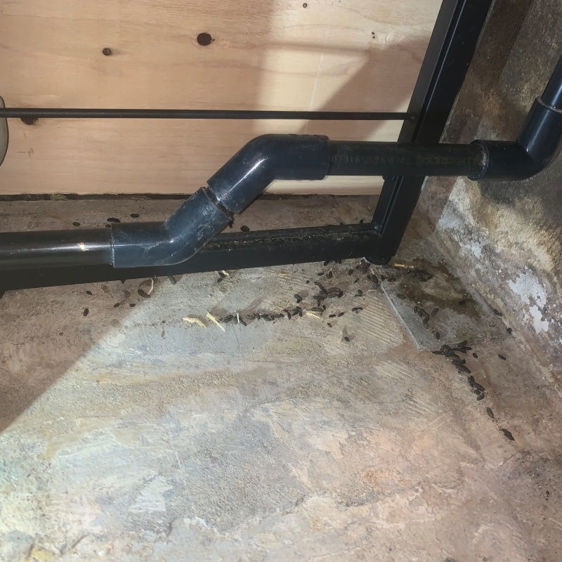 ネズミのフンが散らばっている様子