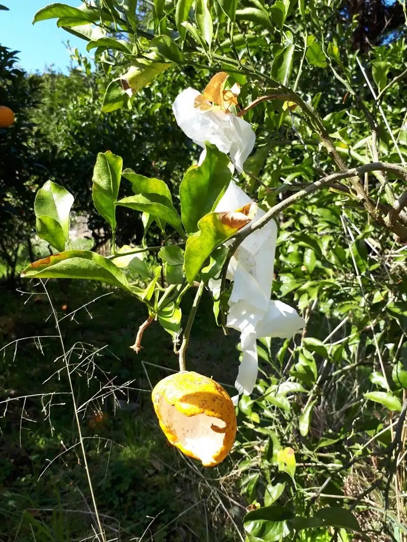ハクビシンの食べ物を紹介