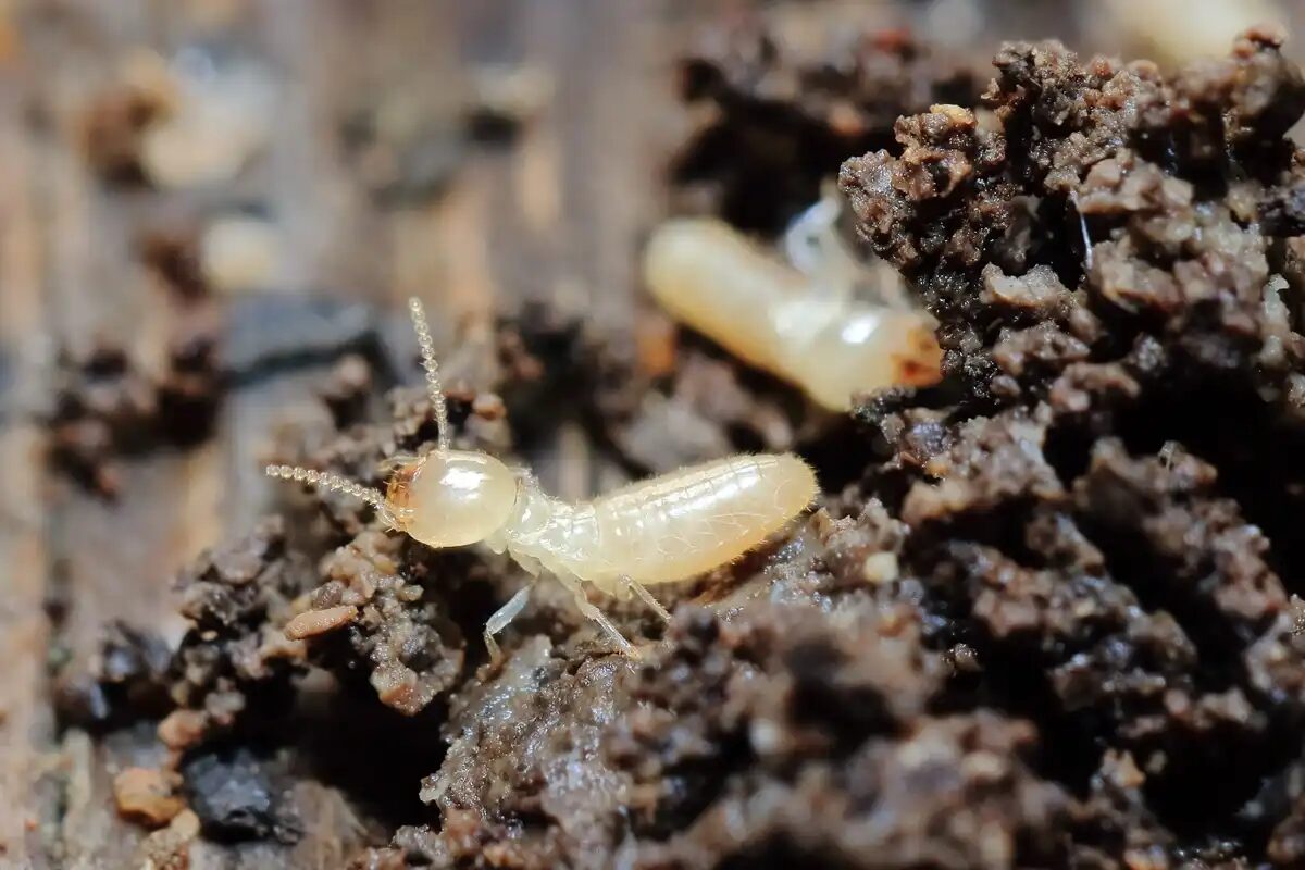 シロアリの見た目