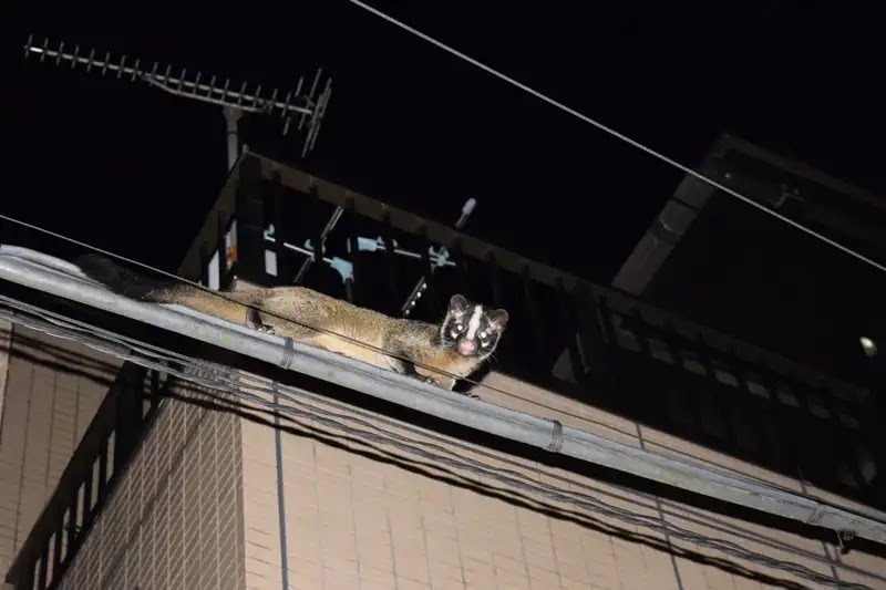 ハクビシンは食べ物だけでなくさまざまなものに被害を出す