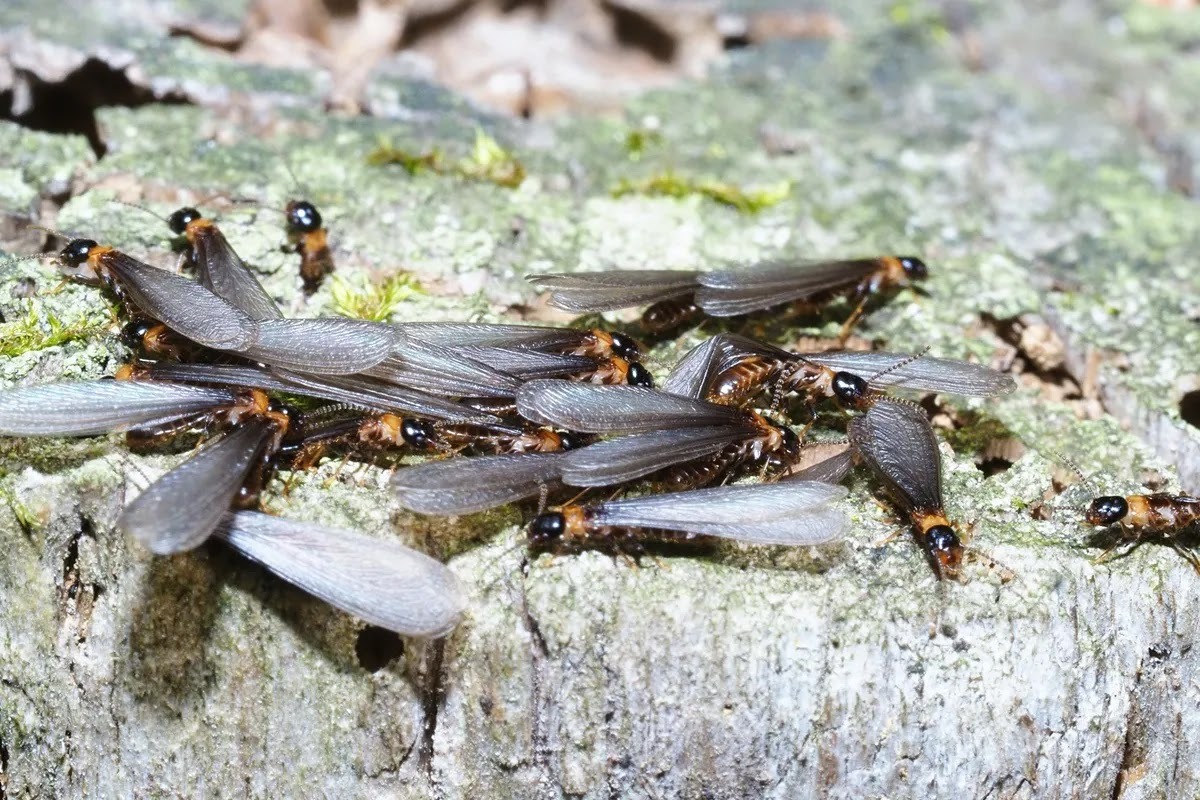 シロアリの大きさ、ヤマトシロアリの羽アリの大きさ