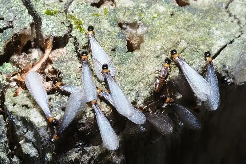 家の中に羽アリがいたらシロアリ調査をしよう