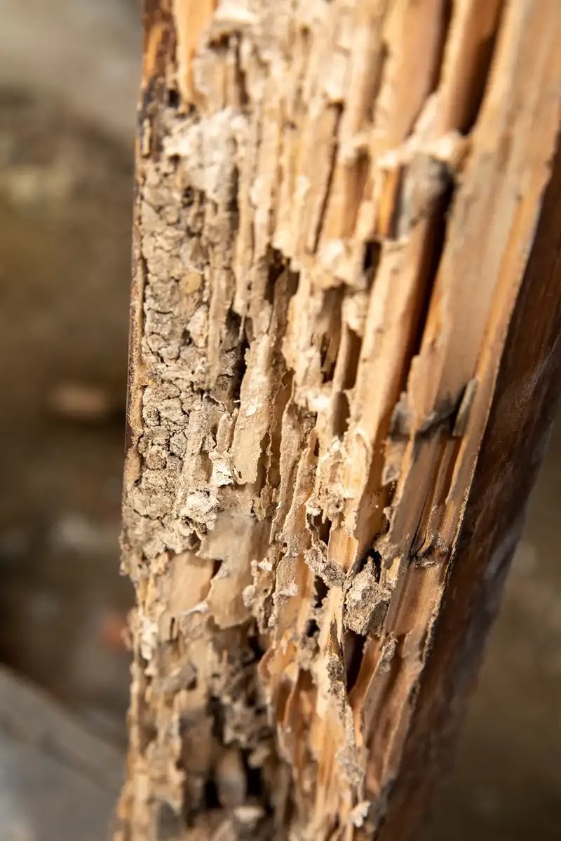 シロアリが家にいたら専門業者に相談しよう