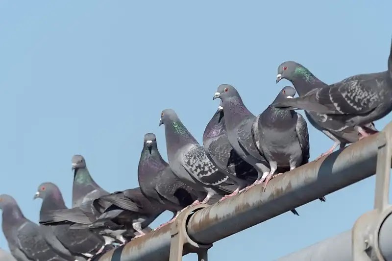 鳩対策は被害の度合いで変わる