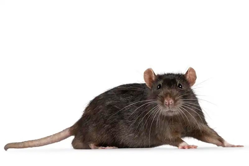 ネズミの寿命や約1年～2年