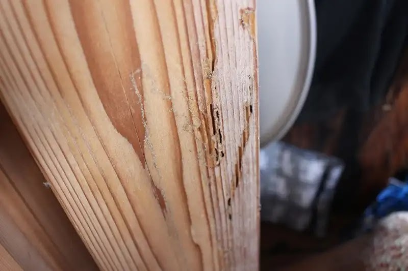 シロアリが家の中を食い荒らす様子