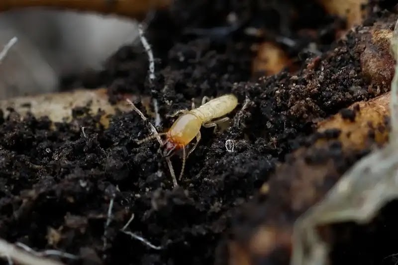 シロアリ全般の生態