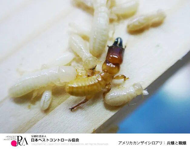 ペストコントロール協会引用写真_アメリカカンザイシロアリ:兵蟻と職蟻