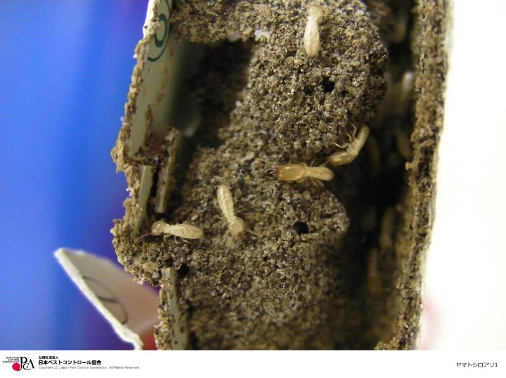 シロアリの種類解説、ミゾガシラシロアリ科