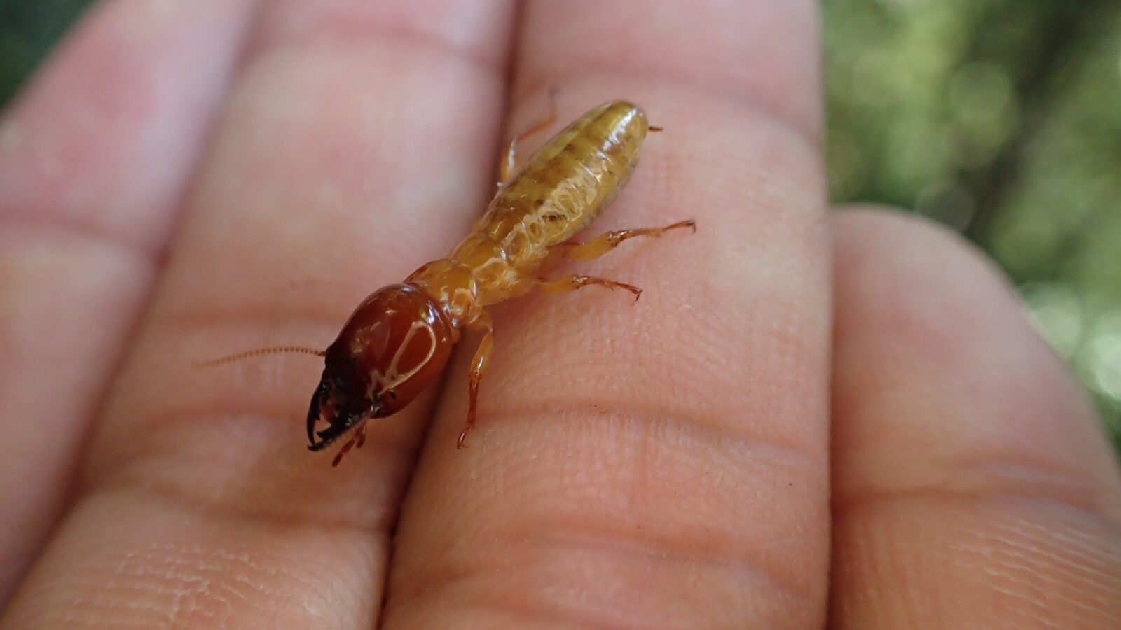 公益財団法人 屋久島環境文化財団引用写真_オオシロアリの兵隊蟻