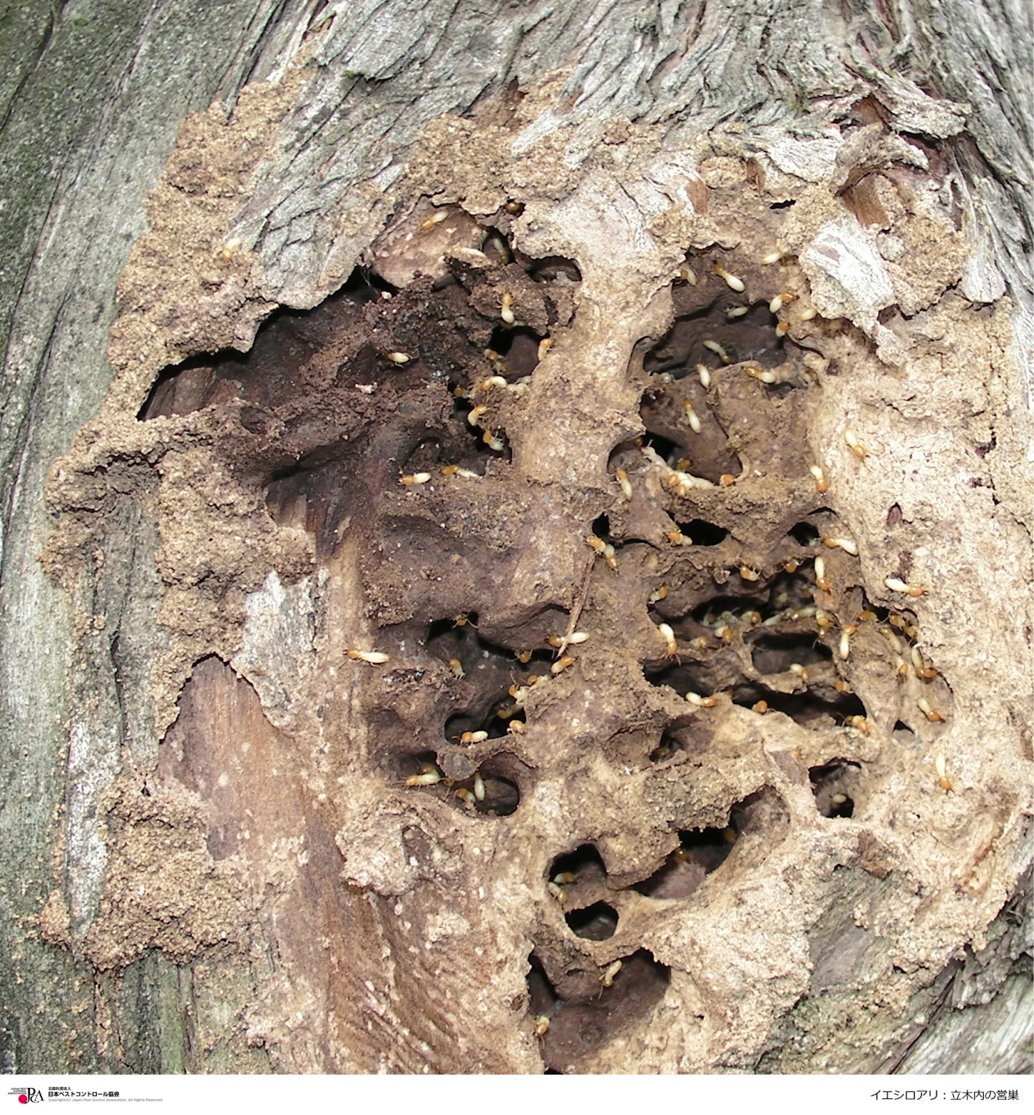 シロアリ_ペストコントロール協会引用写真|イエシロアリ:立木内の営巣