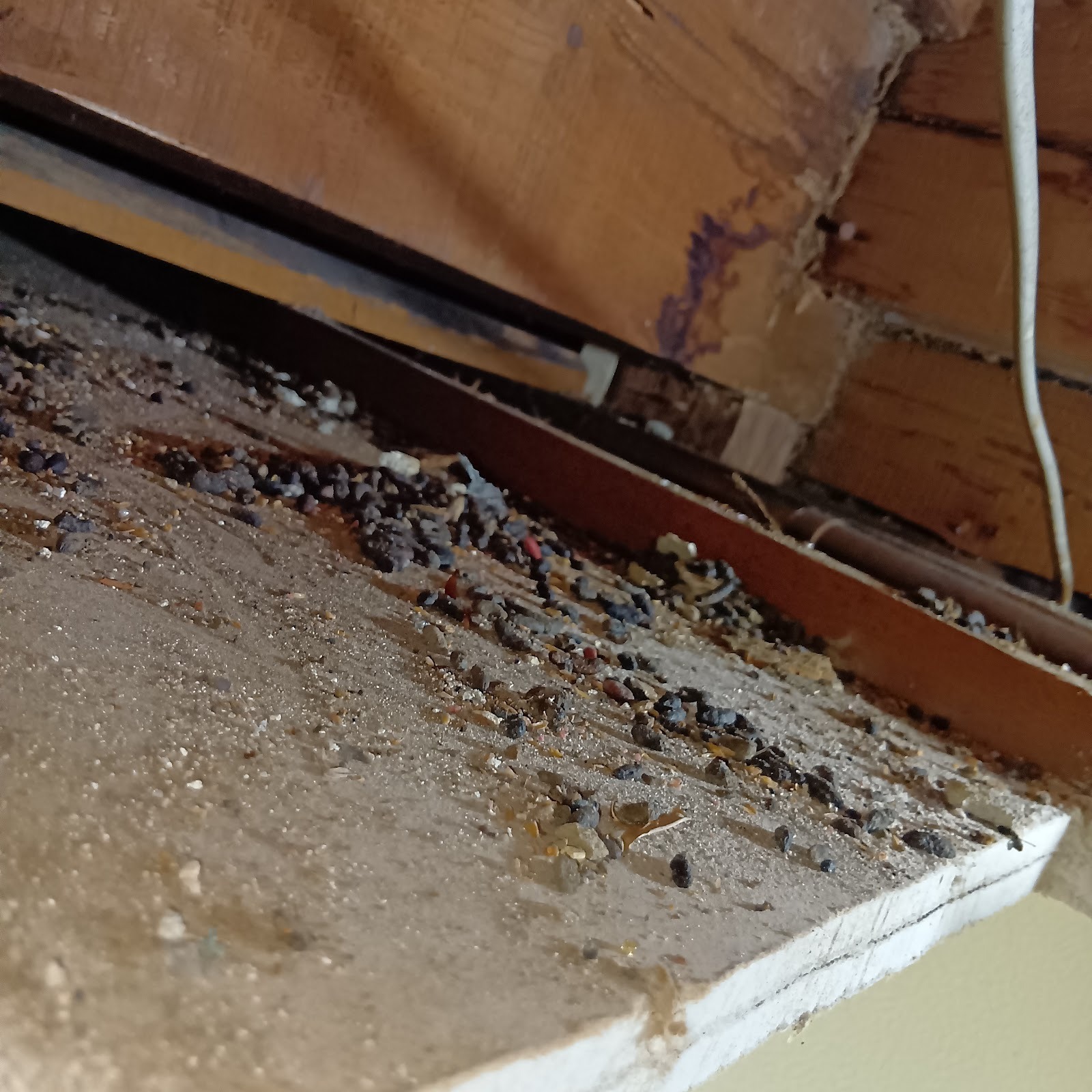 ネズミ_被害_アズサポート撮影_ネズミのフン