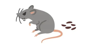 ネズミの糞(フン)の見分け方は?リスクや対策、予防法を紹介