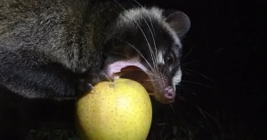 ハクビシンの好きな食べ物は？被害例、苦手なものを紹介