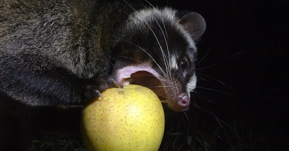 ハクビシンの好きな食べ物は？被害例、苦手なものを紹介