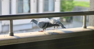 鳩を寄せ付けない対策5選!自分でもできる対策を紹介|シロアリ(害虫)、ネズミ(害獣)駆除、鳥害(鳩・カラス)対策のアズサポート