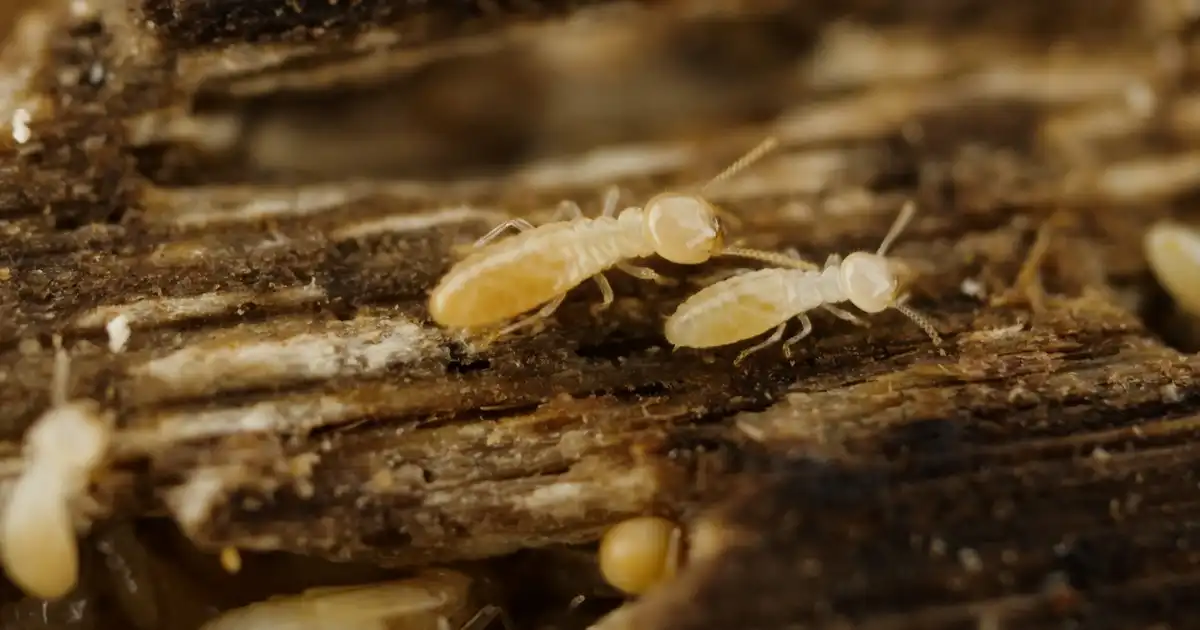シロアリの大きさは？種類別の特徴・見分け方を紹介