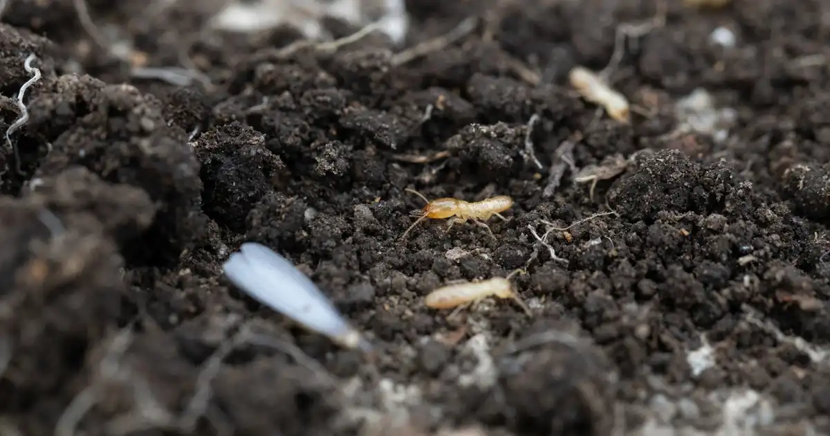 日本にいるシロアリの種類、見分け方、駆除方法を紹介