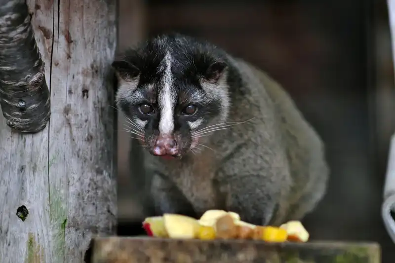 ハクビシンの苦手なものは強い匂いと光