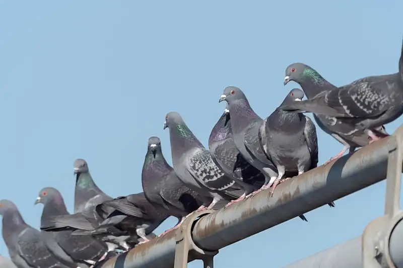 鳩対策は被害の度合いで変わる