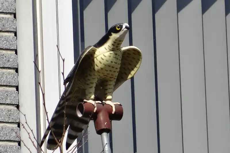 鳩対策　天敵の模型