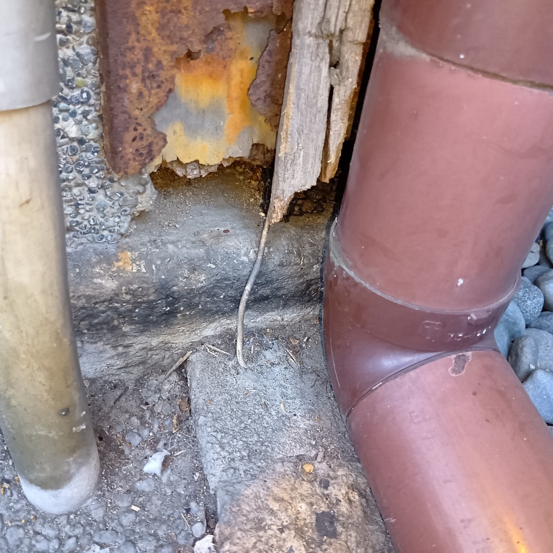 ネズミ駆除の施工事例（京都府京都市中京区）