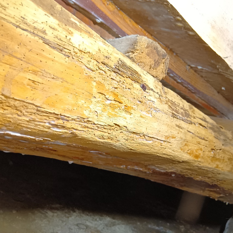 シロアリ駆除の施工事例（長崎県東彼杵郡川棚町中山郷）