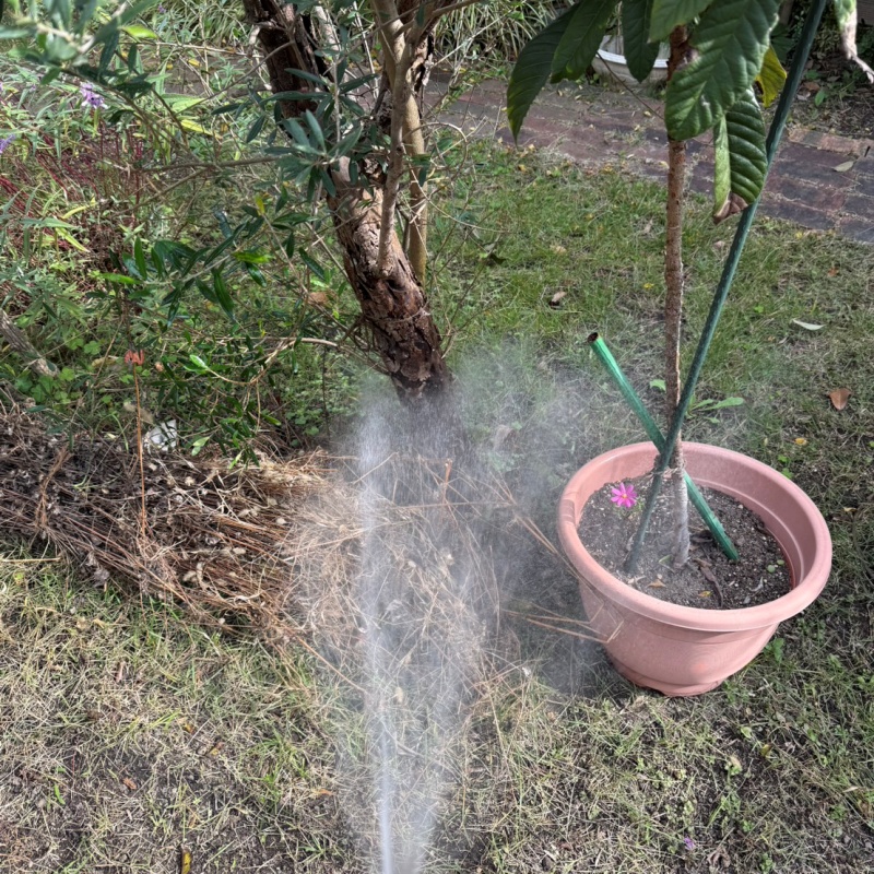 植木にシロアリ駆除剤を散布